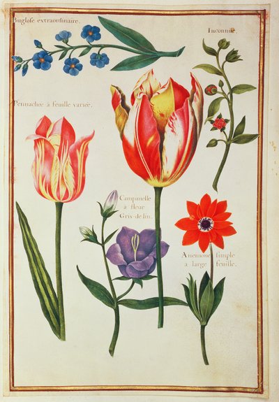 Flower Studies by Nicolas Robert